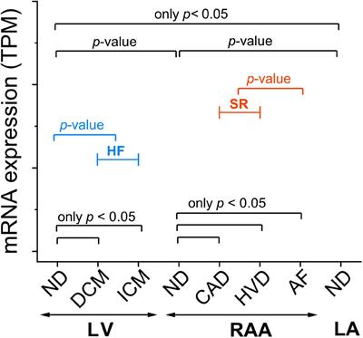 Small Conductance Ca2 +-Activated K+ (SK) Channel mRNA Expression in Human Atrial and Ventricular Tissue: Comparison Between Donor, Atrial Fibrillation and Heart Failure Tissue